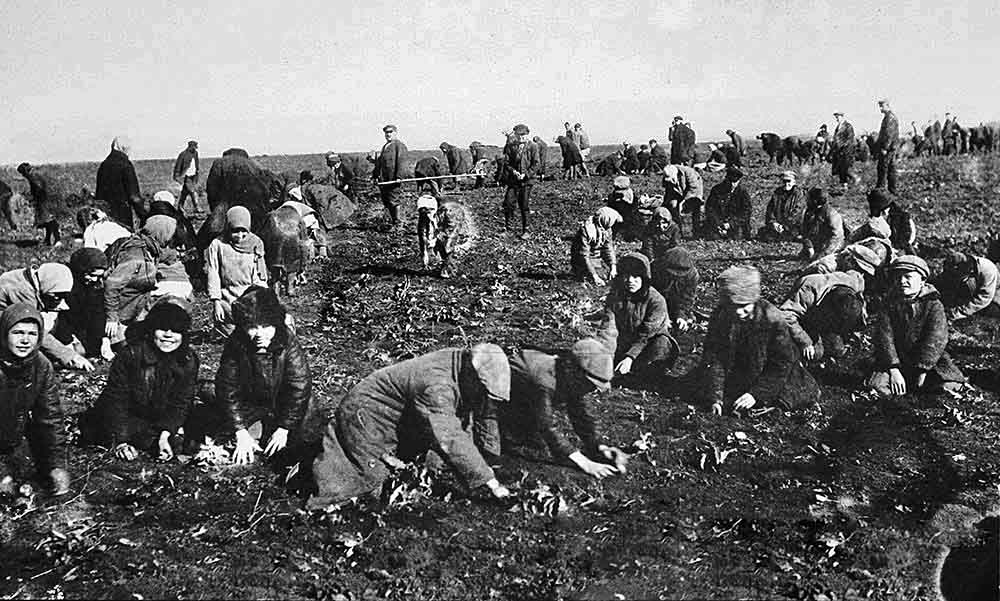 На картошке. Дети собирают мёрзлый картофель на колхозном поле. (argumentum.com)